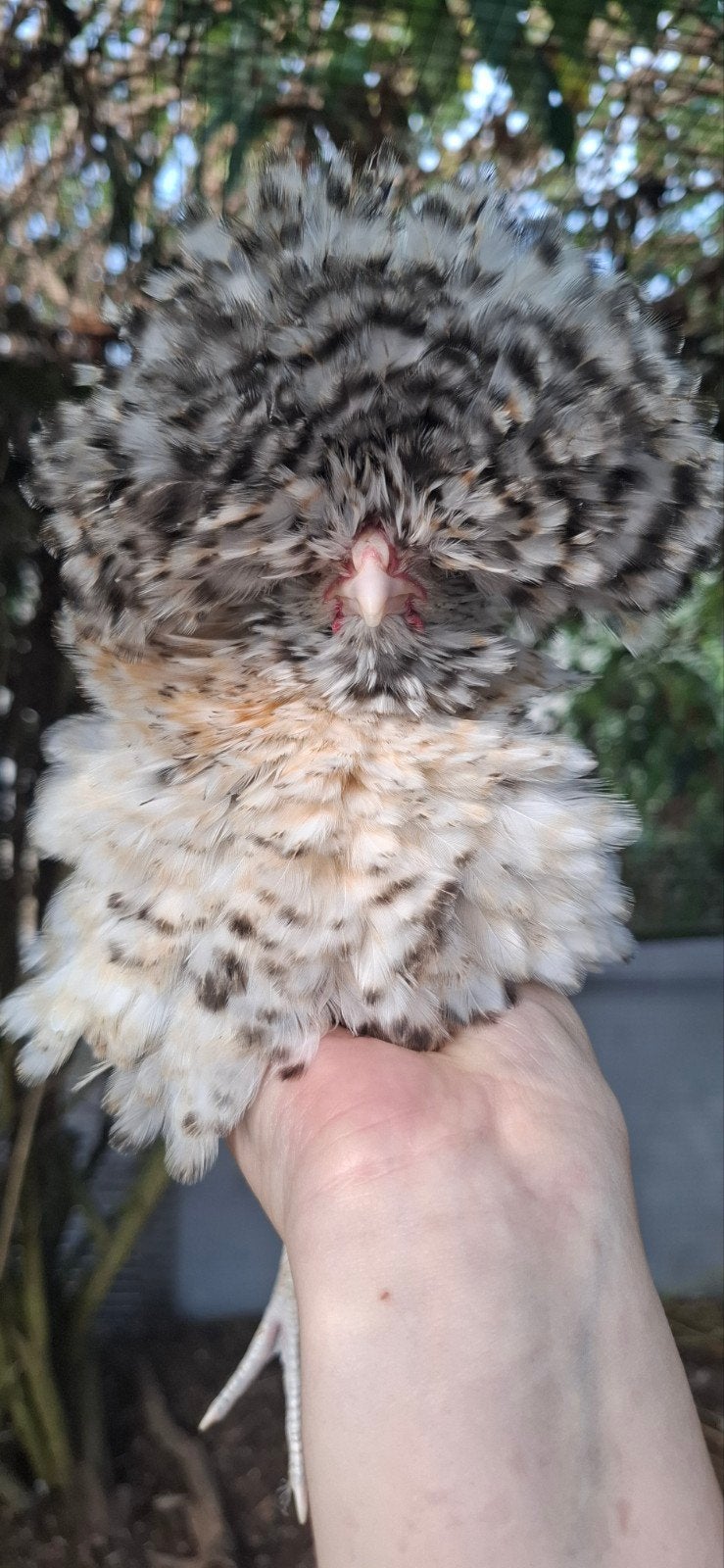 Padua kriel krul haantje, Dieren en Toebehoren, Pluimvee