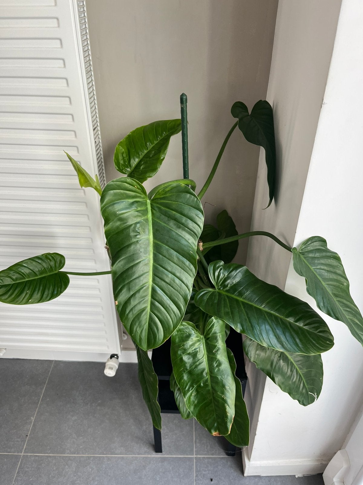 Philodendron Angustialatum XL, Huis en Inrichting, Kamerplanten, Ophalen