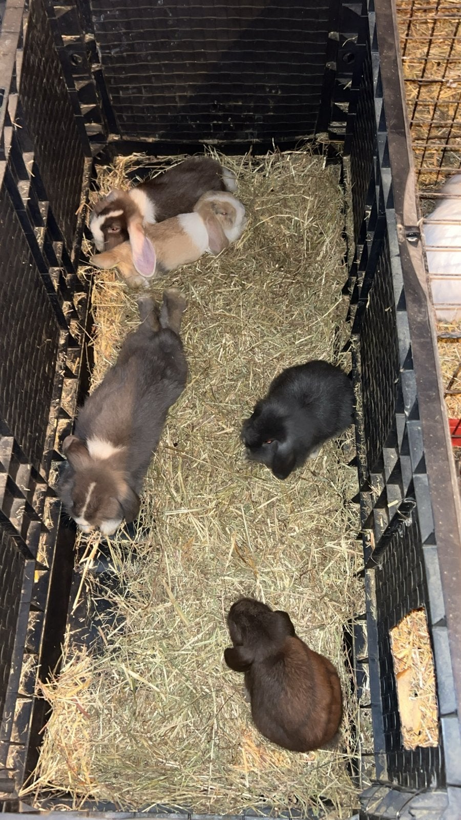 Lieve en schattige konijntjes te koop!, Meerdere dieren, Middelgroot, Hangoor, 0 tot 2 jaar