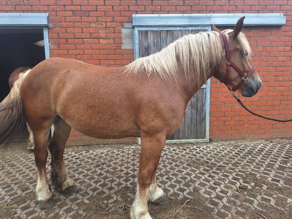 Voskleurig Brabants trekpaard, drachtig., Merrie, Met stamboom, 3 tot 6 jaar, 160 tot 165 cm