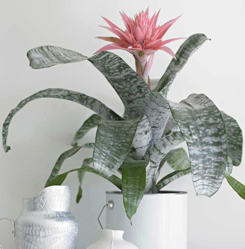 Kamer bromelia, Ophalen, In pot, Halfschaduw