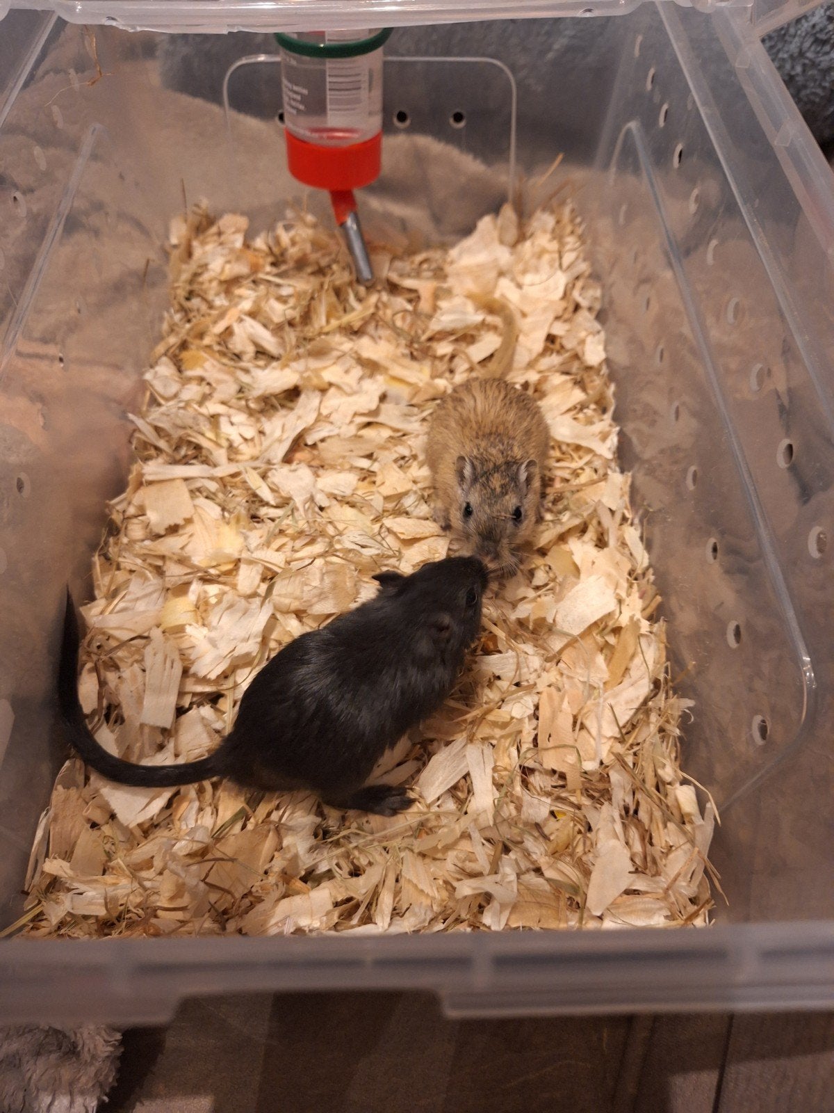 2 gerbil broertjes, Dieren en Toebehoren, Juli