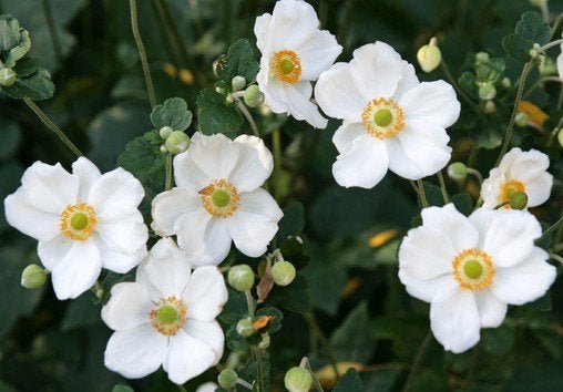 Anemone 'Honorine Jobert', Ophalen, Vaste plant, Halfschaduw