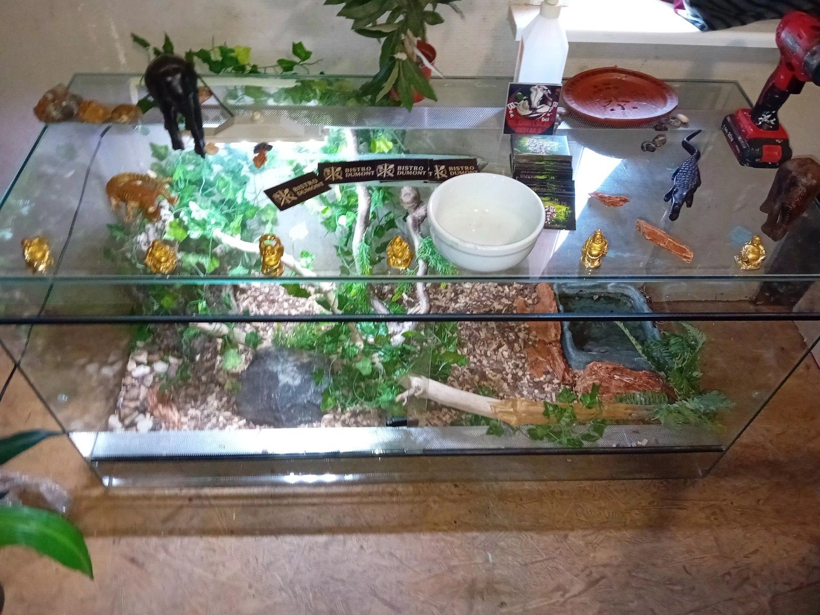 terrarium, Dieren en Toebehoren, Reptielen en Amfibieën | Toebehoren, Ophalen, Zo goed als nieuw, Terrarium of Paludarium