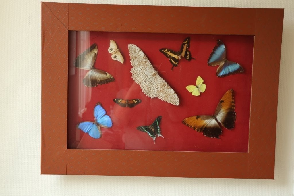 Taxidermie groot kader opgezette vlinders, Verzamelen, Ophalen, Gebruikt, Insect, Opgezet dier