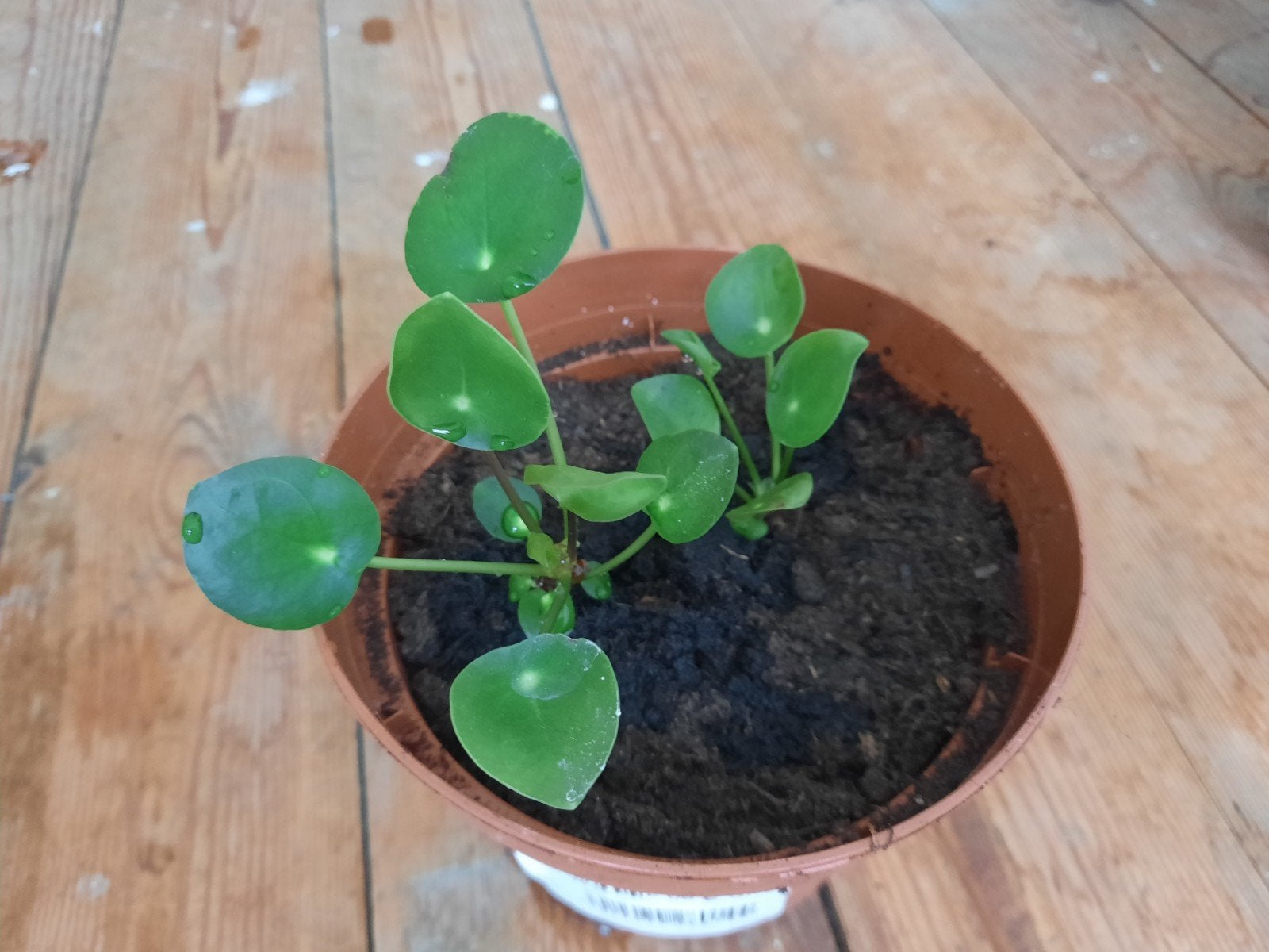 Découpe de plantes à crêpes (2 plantes), Autres espèces, En pot, Enlèvement ou Envoi, Moins de 100 cm