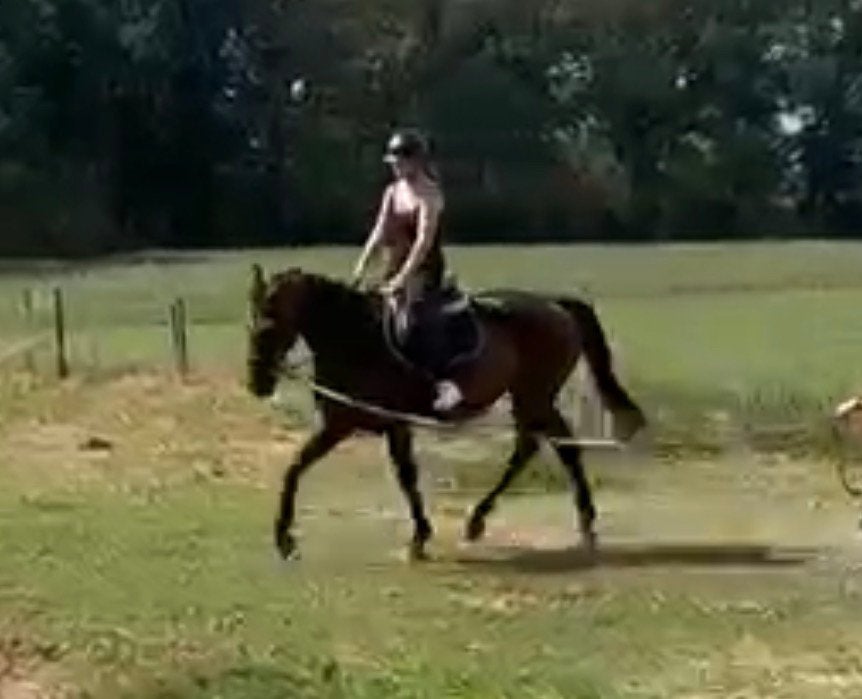 Zeer mooie merrie - 14j v Apache, Merrie, Met stamboom, Zadelmak, 170 tot 175 cm
