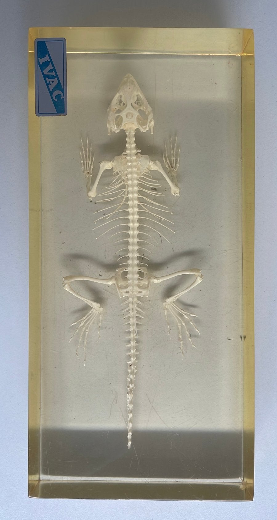Vintage hagedissenskelet, Ophalen, Natuur en Biologie