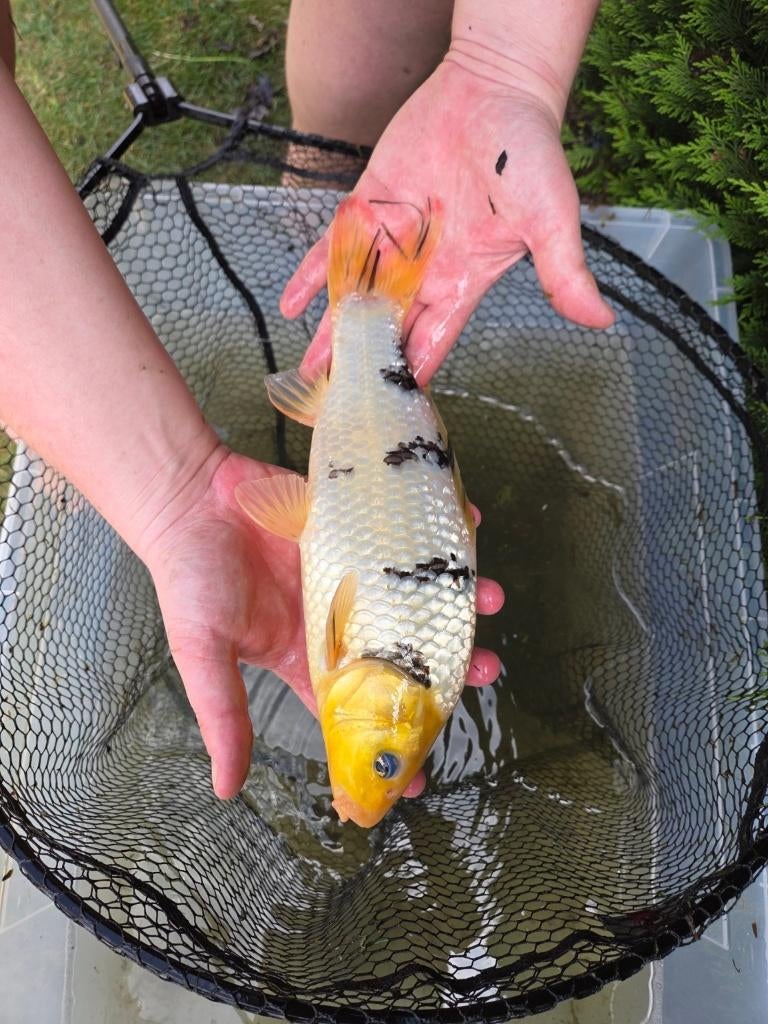 Mooie koi 31 cm - eigen kweek, Karper of Koi