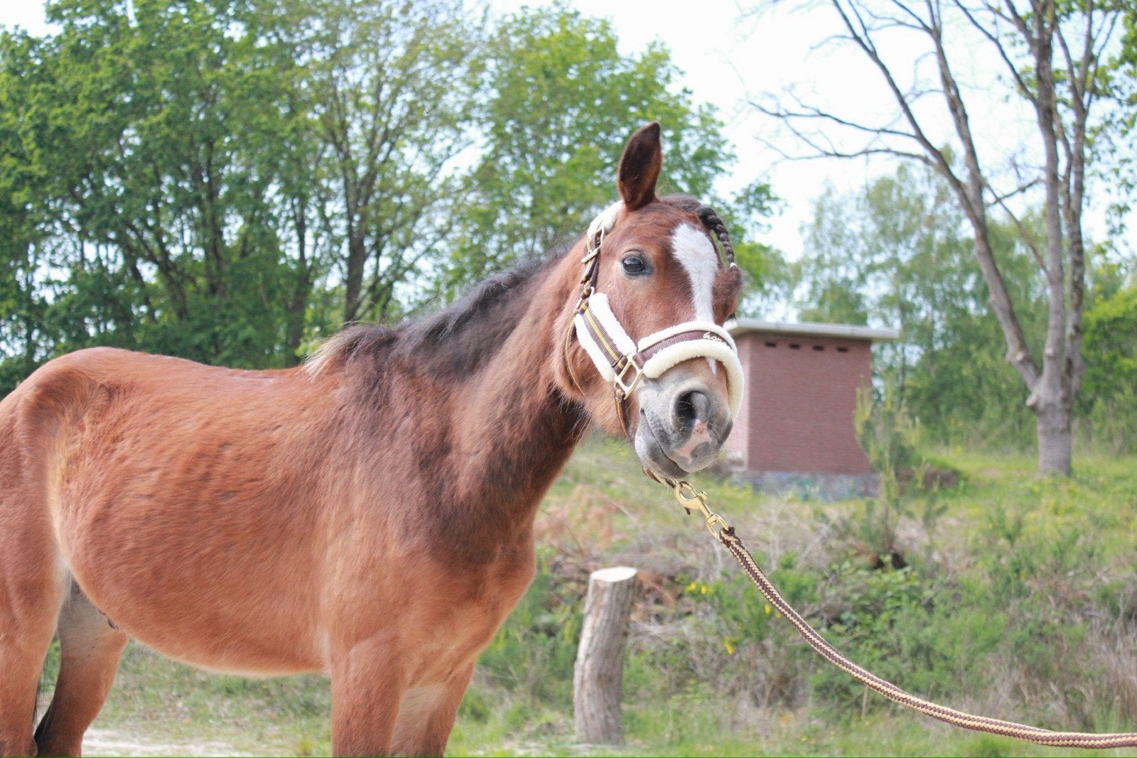 4 jarige kinderpony, Dieren en Toebehoren, Pony's, Gechipt, B, Ruin, A pony (tot 1.17m)