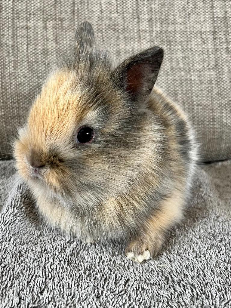 Dwergkonijntjes te koop, Dieren en Toebehoren, Mannelijk, Dwerg, 0 tot 2 jaar