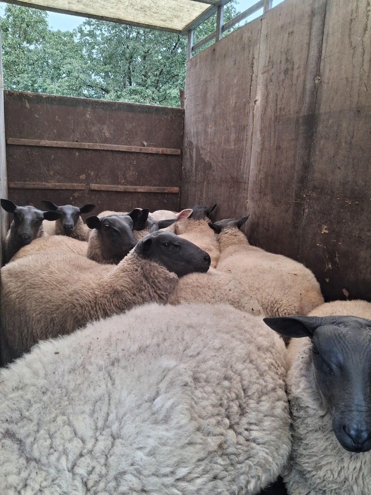béliers bleu du Maine, Animaux & Accessoires, Moutons, Chèvres & Cochons, Mâle, Mouton, 0 à 2 ans