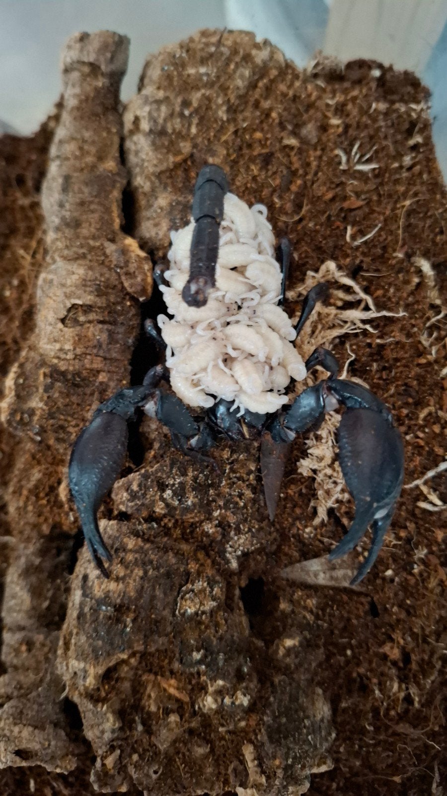 Javanimetrus Cyaneus scorplings + adult females te koop, Animaux & Accessoires, Insectes & Araignées