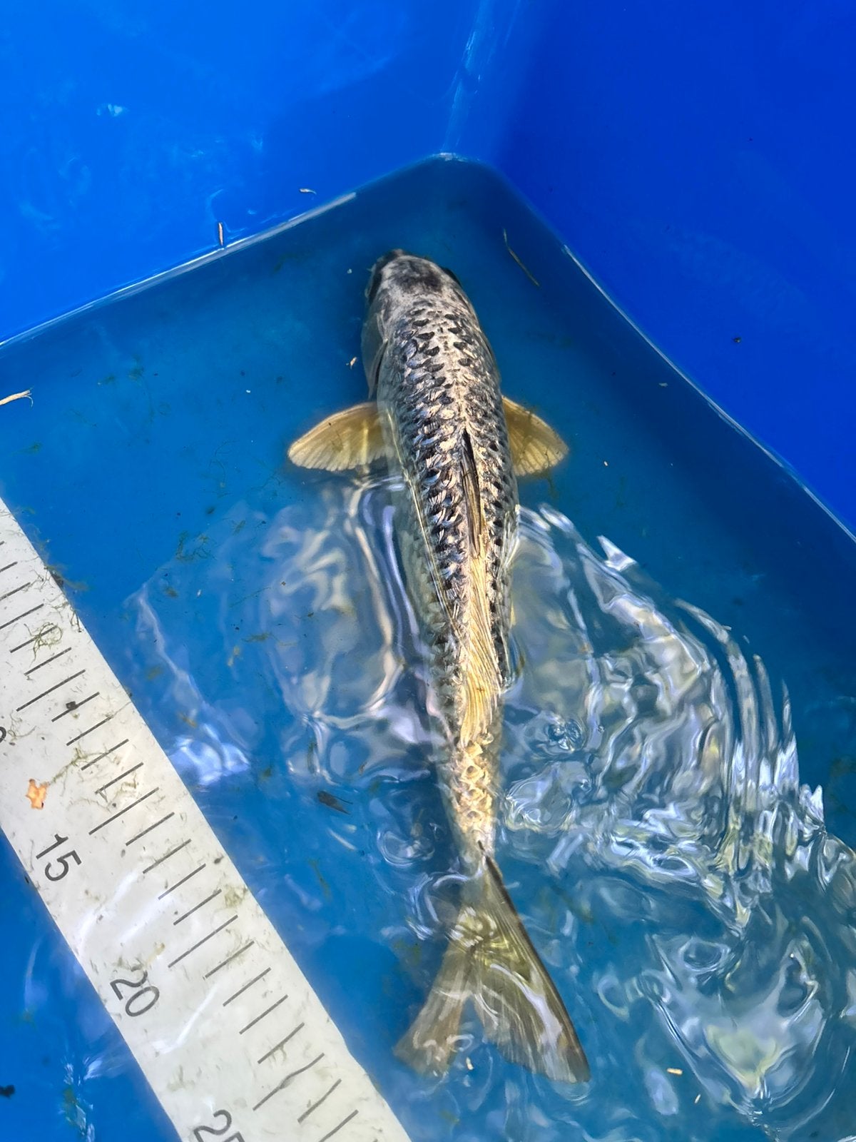 Koi - Gin Matsuba, Animaux & Accessoires, Poissons | Poissons d'étang