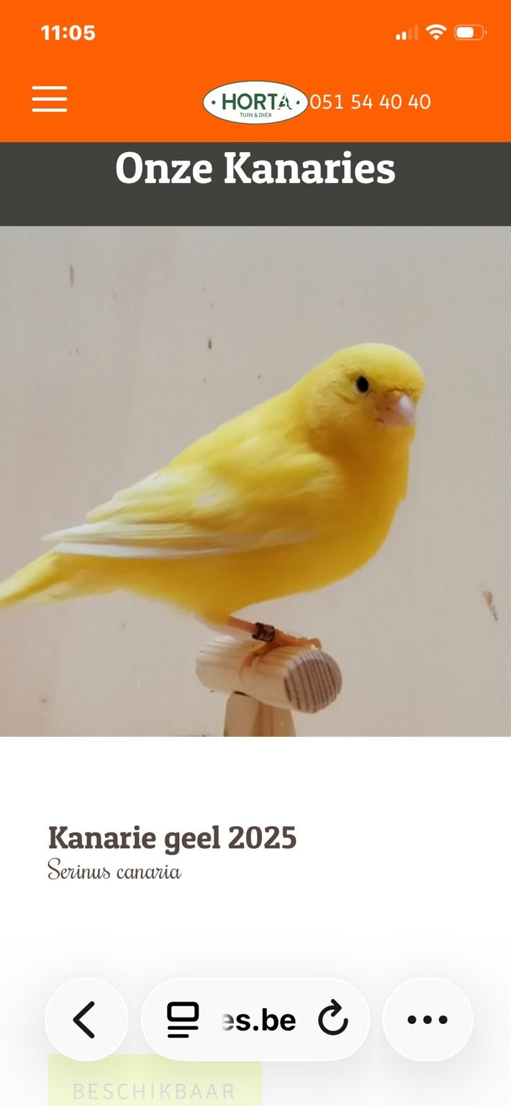 Bel homme canari 2025