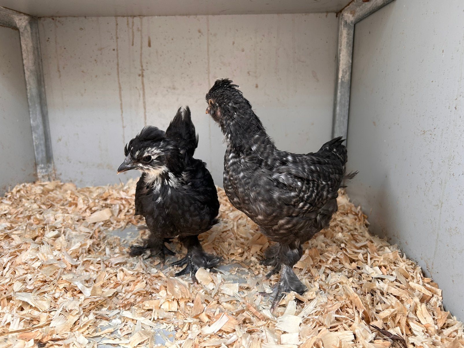 Zijdehoender kuikens gladvzeer, Sexe inconnu, Poule ou poulet