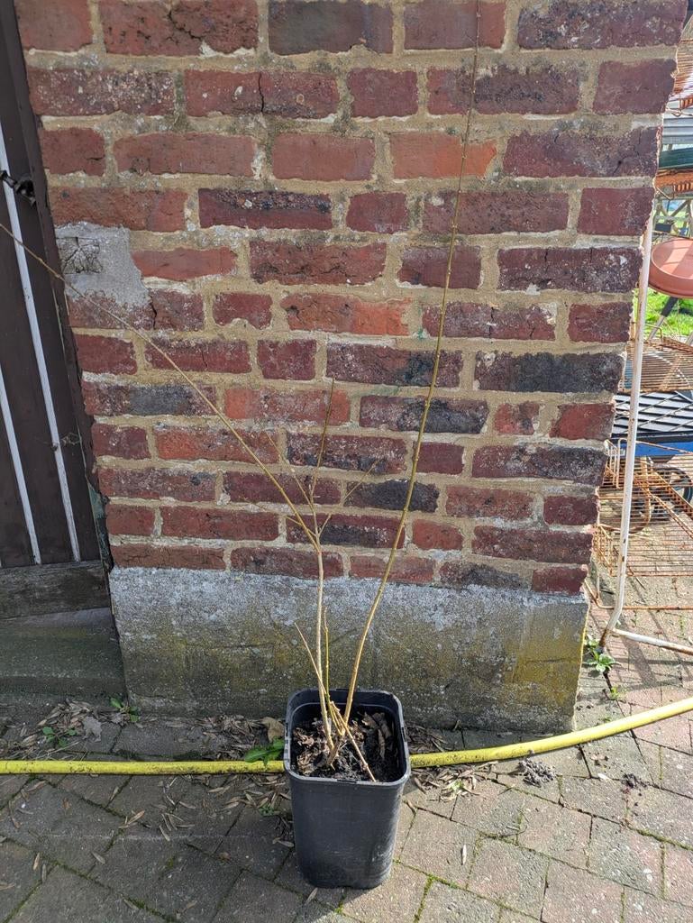 Plant forsythia, Tuin en Terras, Ophalen, Lente