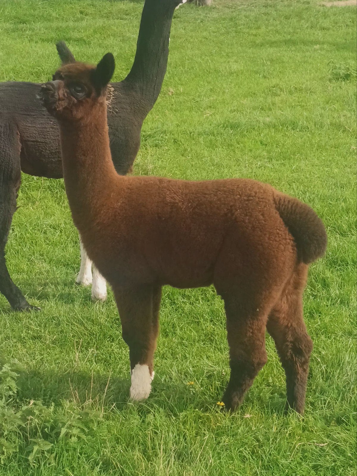 Alpaca merrie., Dieren en Toebehoren, Juni, Vrouwelijk