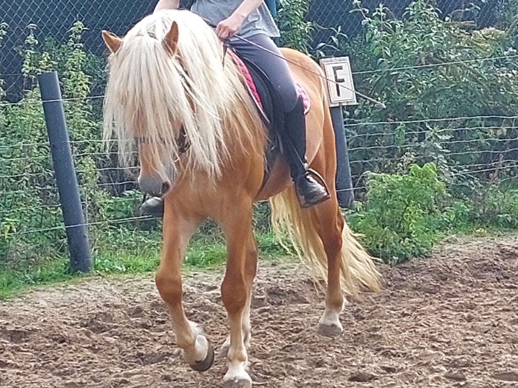 Haflinger, Dieren en Toebehoren, Minder dan 160 cm, Met stamboom, Ruin, 3 tot 6 jaar