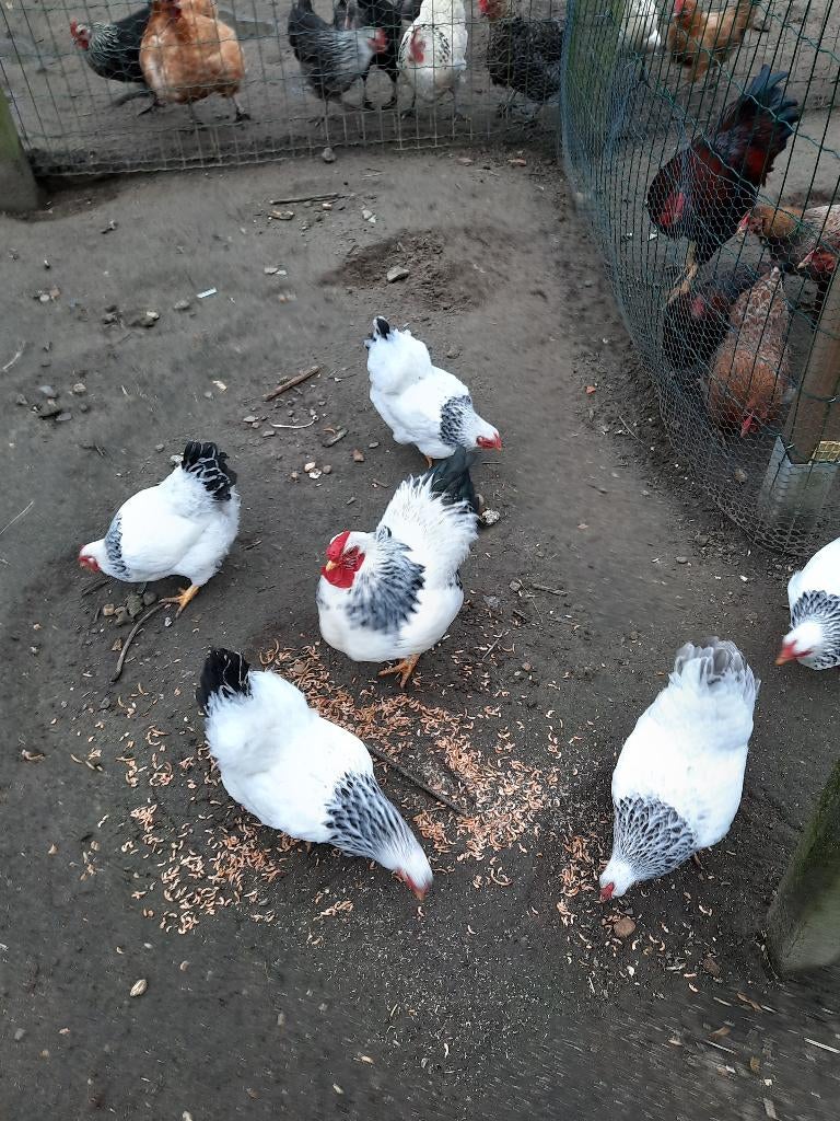 Broedeieren wyandotte columbia kriel, Dieren en Toebehoren, Pluimvee, Geslacht onbekend, Overige soorten