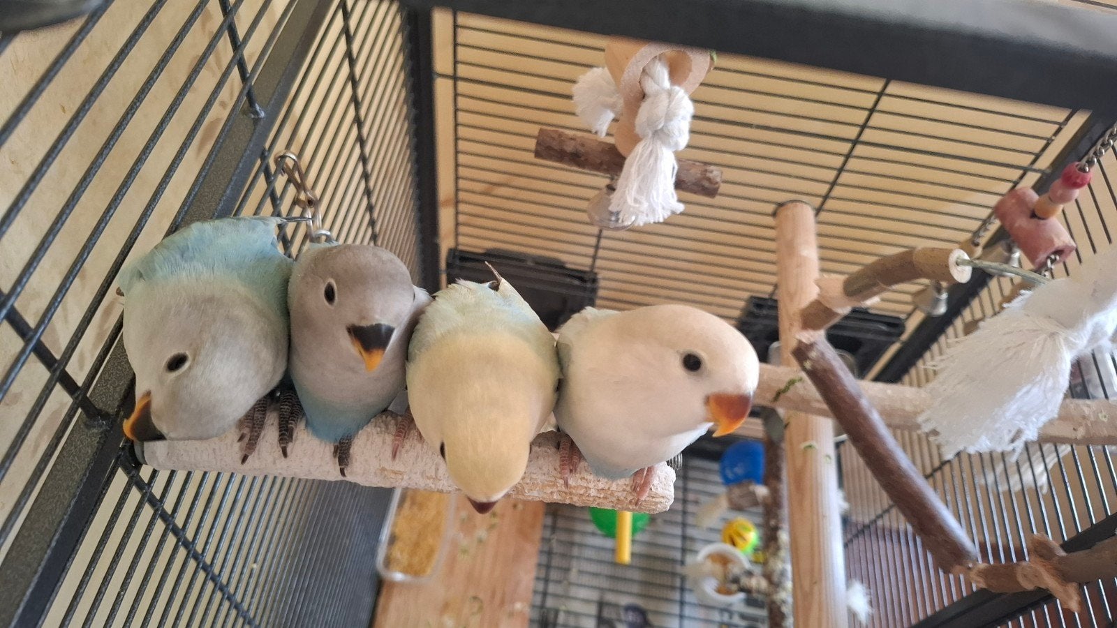4 jonge dwergpapegaaie