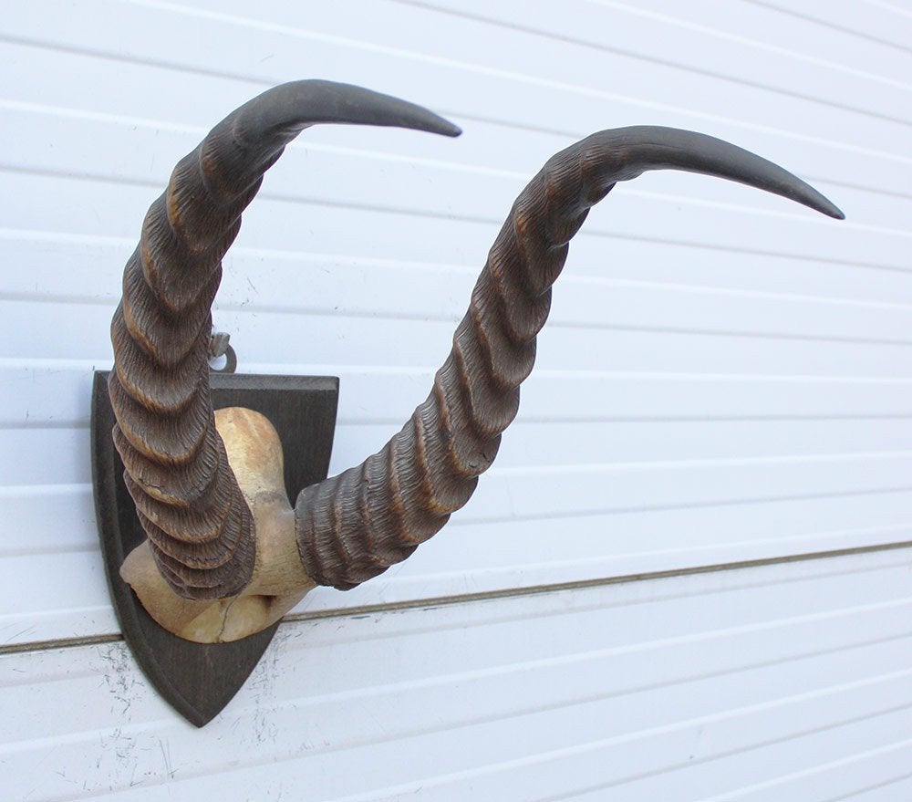 Antieke schedel Afrikaanse PUKU ANTILOPE rond 1900, Verzamelen, Ophalen of Verzenden, Gebruikt, Wild dier, Schedel