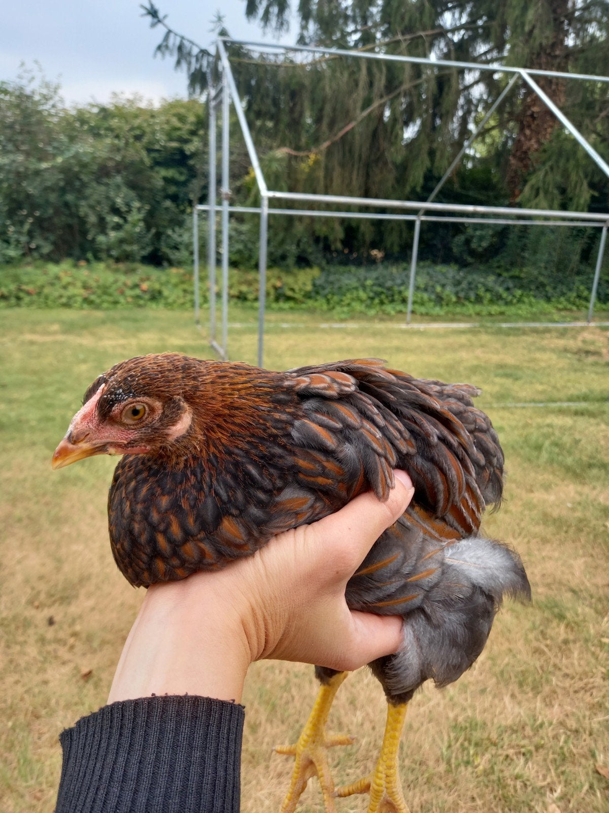 Jonge Wyandotte hen
