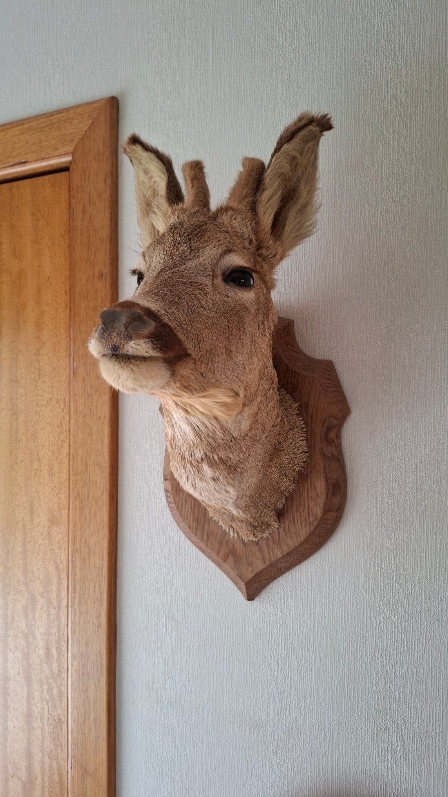 Taxidermie hertje, Ophalen