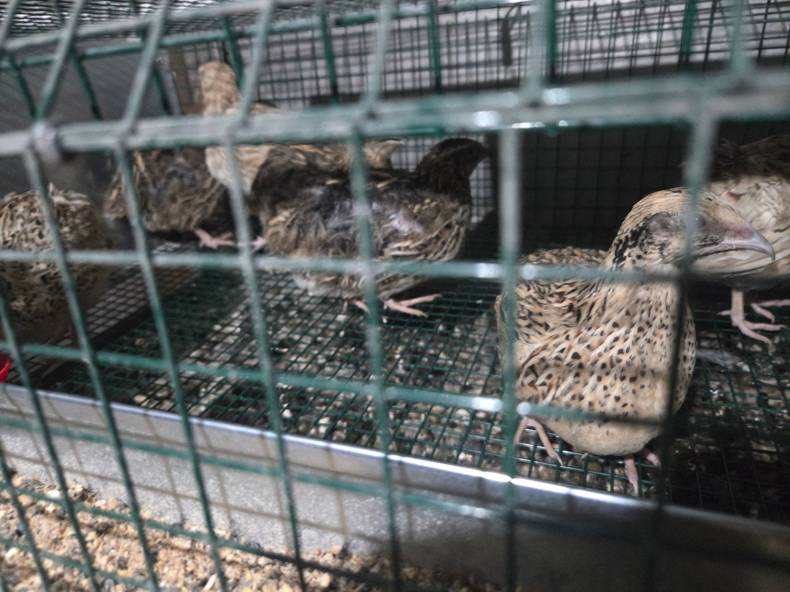 Deke Kwartel legen  altijd eiren, Dieren en Toebehoren, Pluimvee
