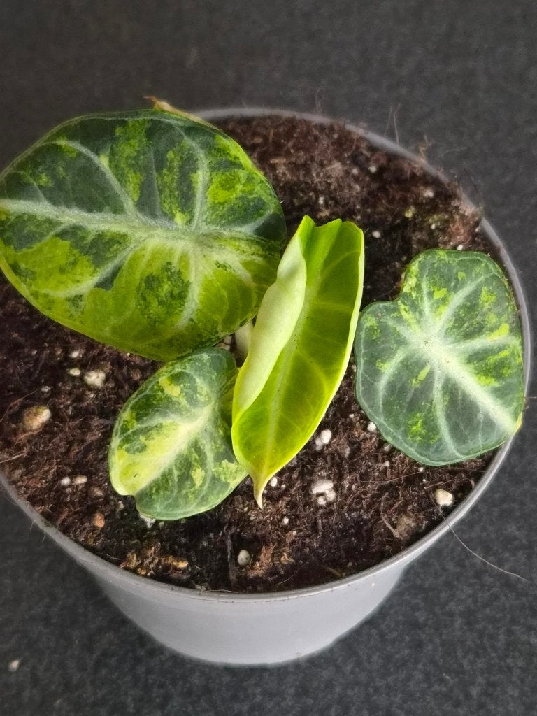 Alocasia Ninja Aurea, Ophalen of Verzenden