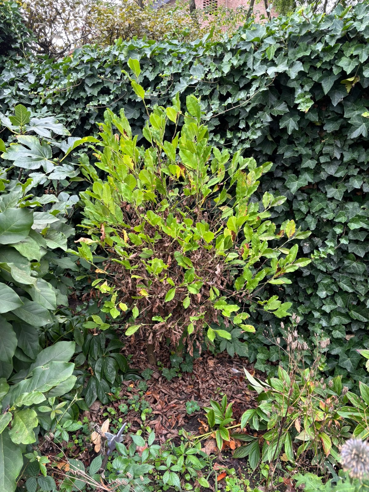 Magnolia, Tuin en Terras, Planten | Struiken en Hagen, Ophalen