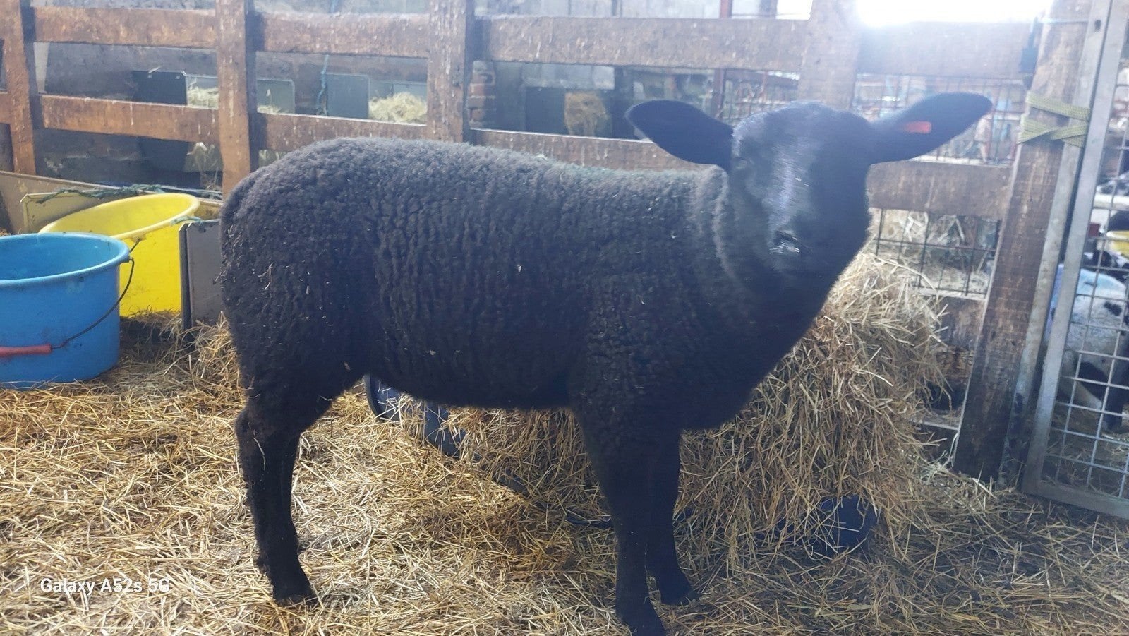 Lammers 6 maand vrouwelijk, Vrouwelijk, Schaap, 0 tot 2 jaar