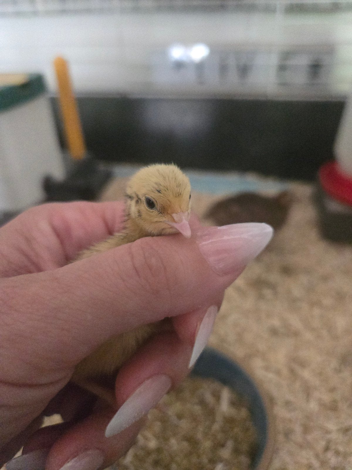 Poussins de caille japonais, Sexe inconnu, Autres espèces