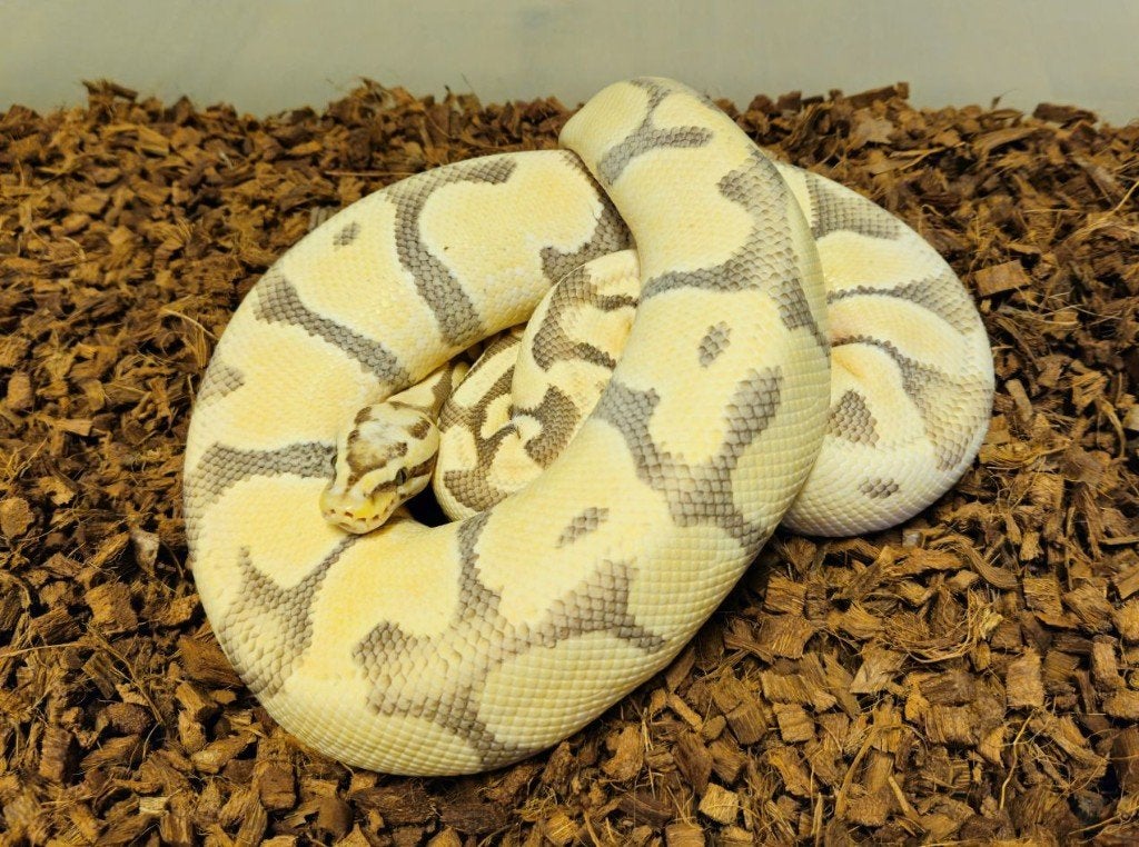 LAST MINUTE HOUTEN DEALS - Diverse koningspythons Ball Python photo 13