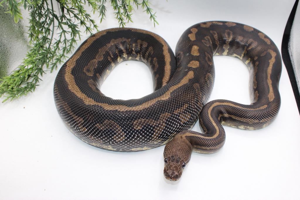 Ball Python/ Regius Python/Confusion cinnamon yb pos special, Enlèvement ou Envoi, Utilisé, Autres types