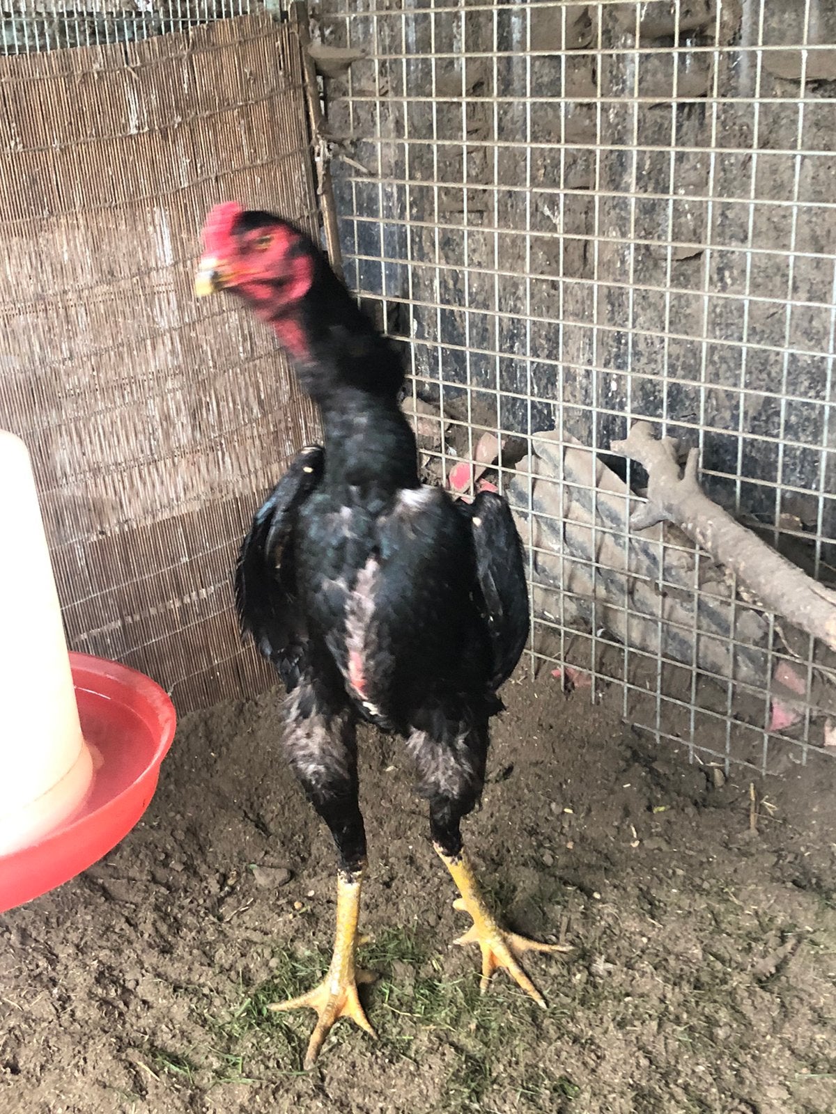 Coq Shamo, Poule ou poulet