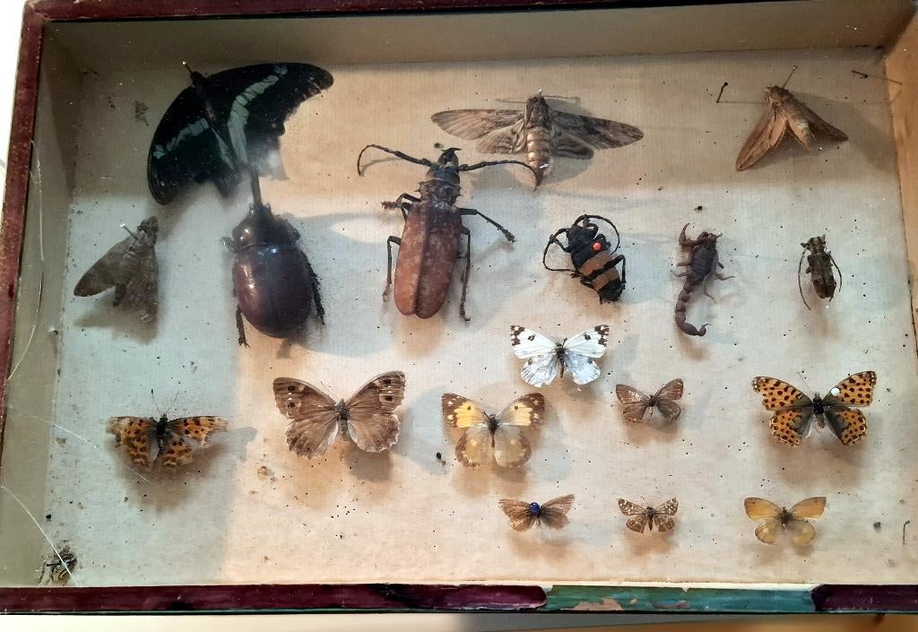 Ancienne boîte avec papillons et grillons, Envoi, Utilisé, Insecte, Animal empaillé