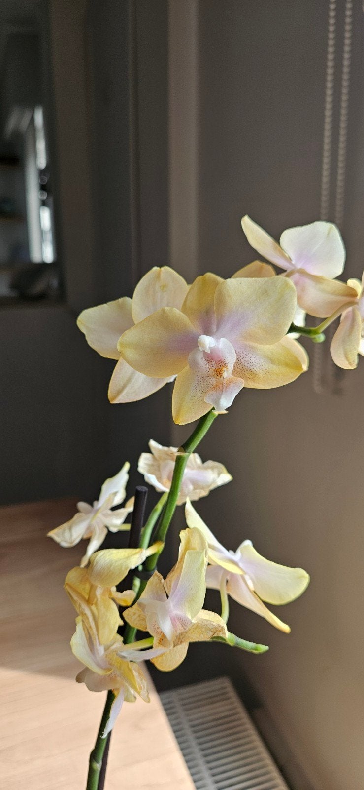 Phalaenopsis Bolgheri Lemon, Ophalen