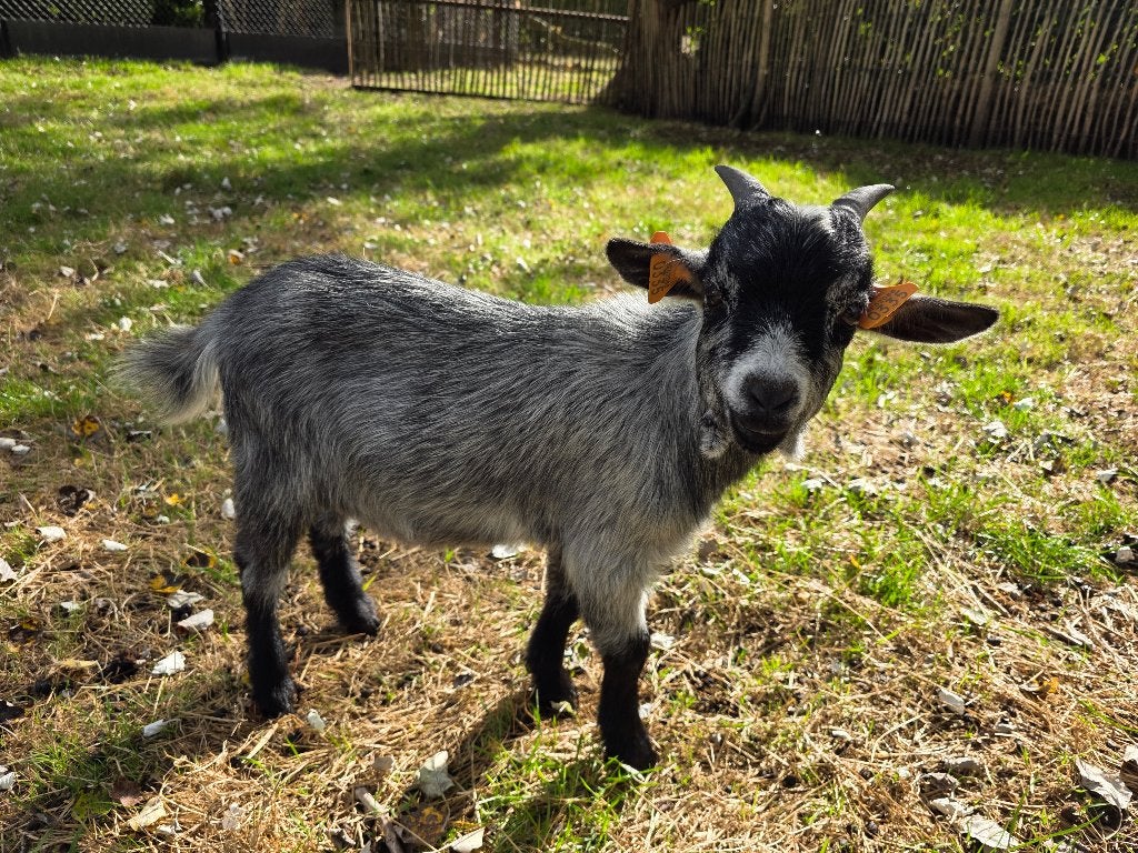 Blauwschimmel geitjes, Plusieurs animaux, Chèvre