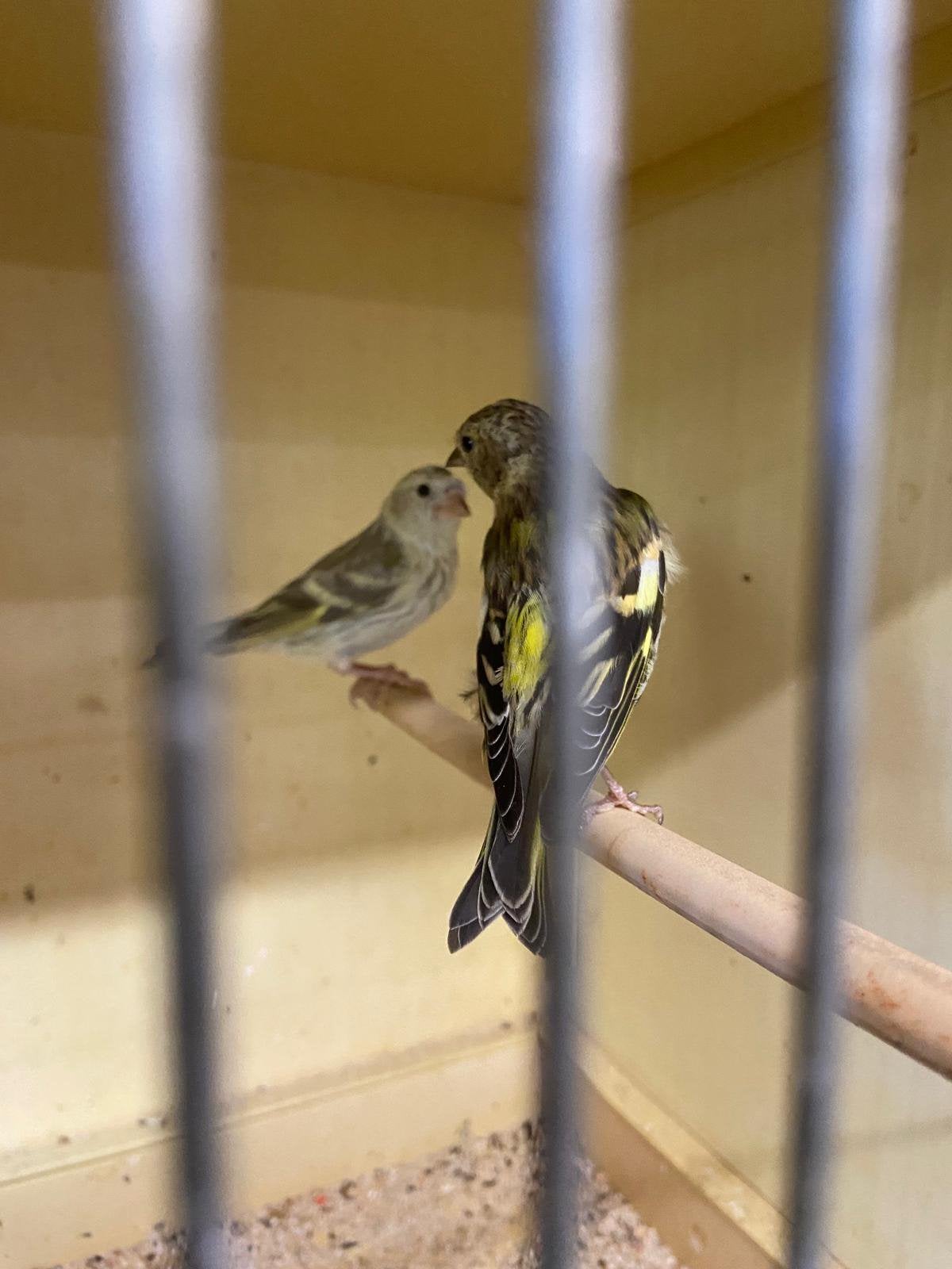 Sijsjes, Meerdere dieren, Wildzangvogel, Geringd