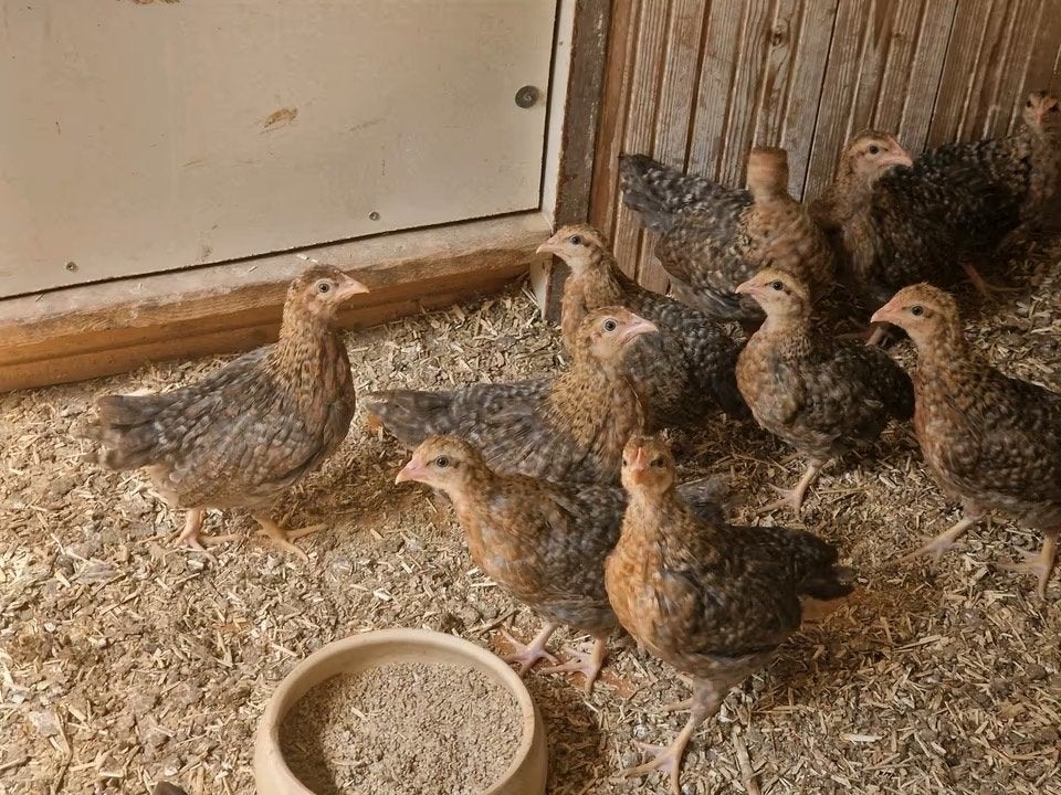 Poulets de race pure Bielefelder, Animaux & Accessoires, Plusieurs animaux, Poule ou poulet