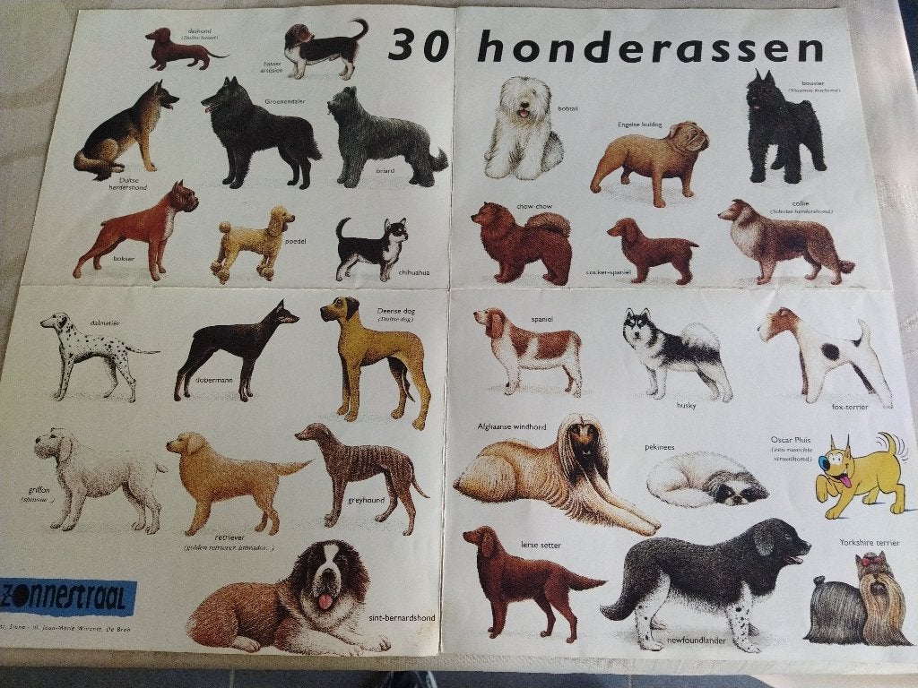 het mooiste hondenboek+bekende hondenrassen+ de hond, Boeken, Dieren en Huisdieren, Ophalen of Verzenden, Honden