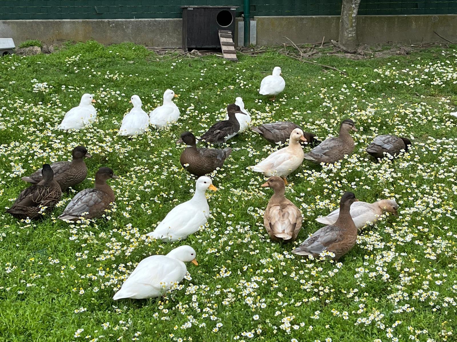 Te koop: Diverse ,jonge dieren & koppels