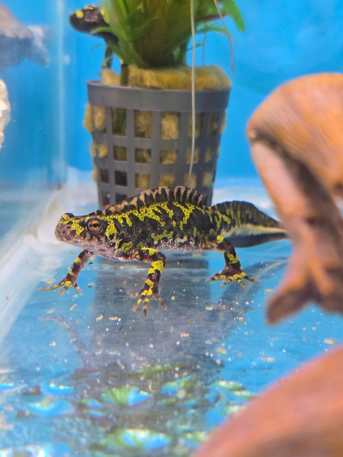 Gemarmerde watersalamander (Triturus marmoratus) – NLNK 2025, Tickets en Kaartjes