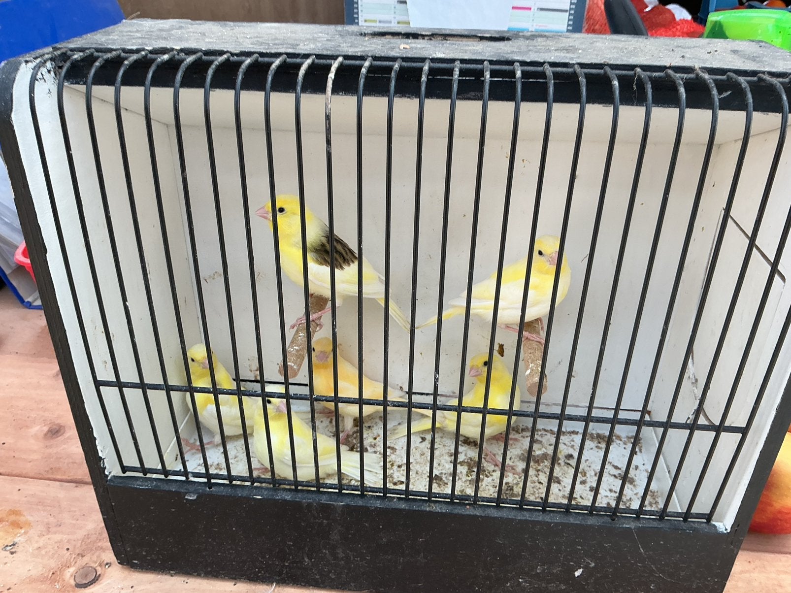 Kanaries, Dieren en Toebehoren, Geslacht onbekend, Zangkanarie