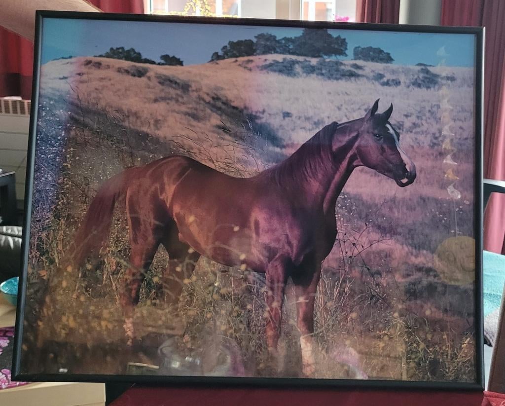 Zwarte kader met print van paard., Antiek en Kunst, Ophalen