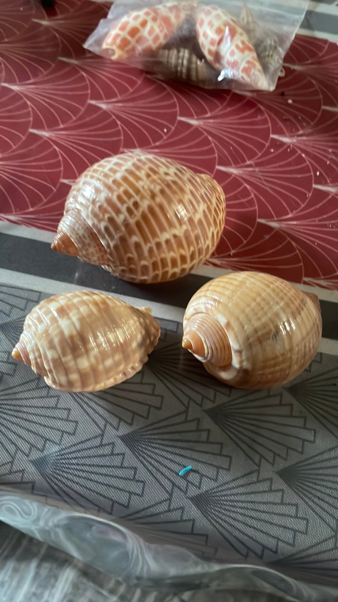 Coquillages, Enlèvement ou Envoi, Coquillage(s)
