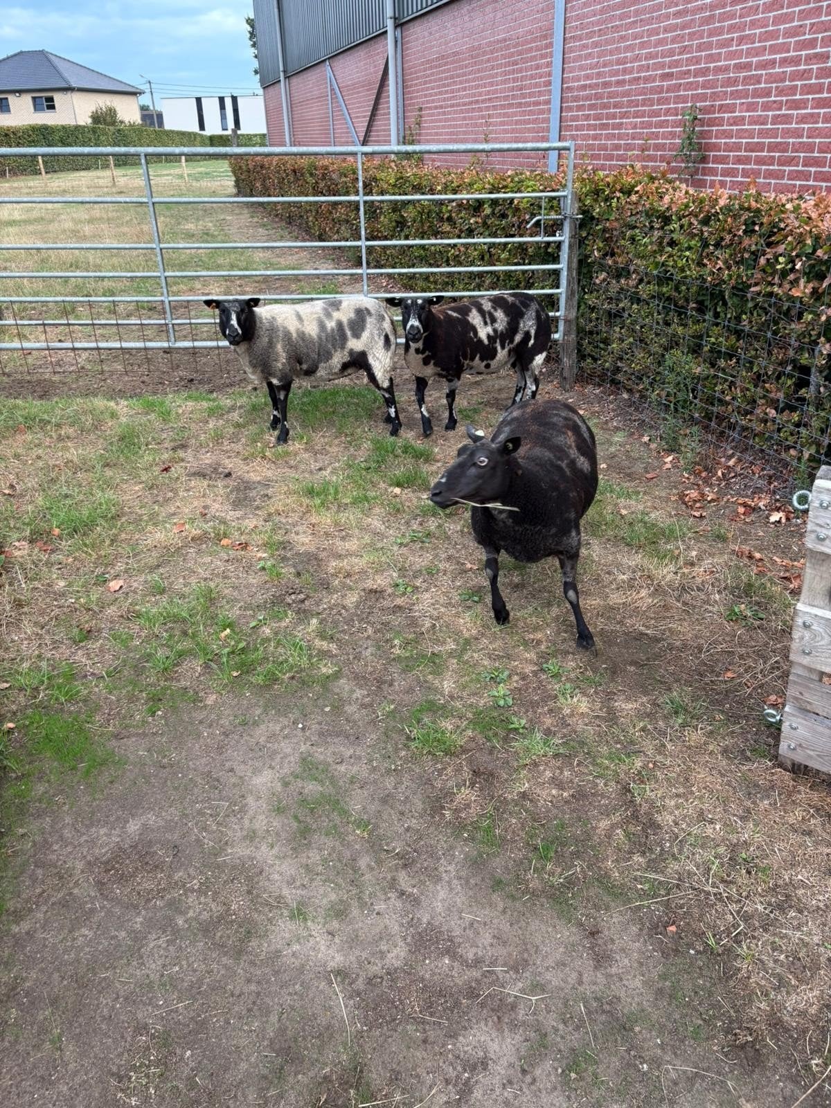 gros mouton, Animaux & Accessoires, Femelle, Mouton