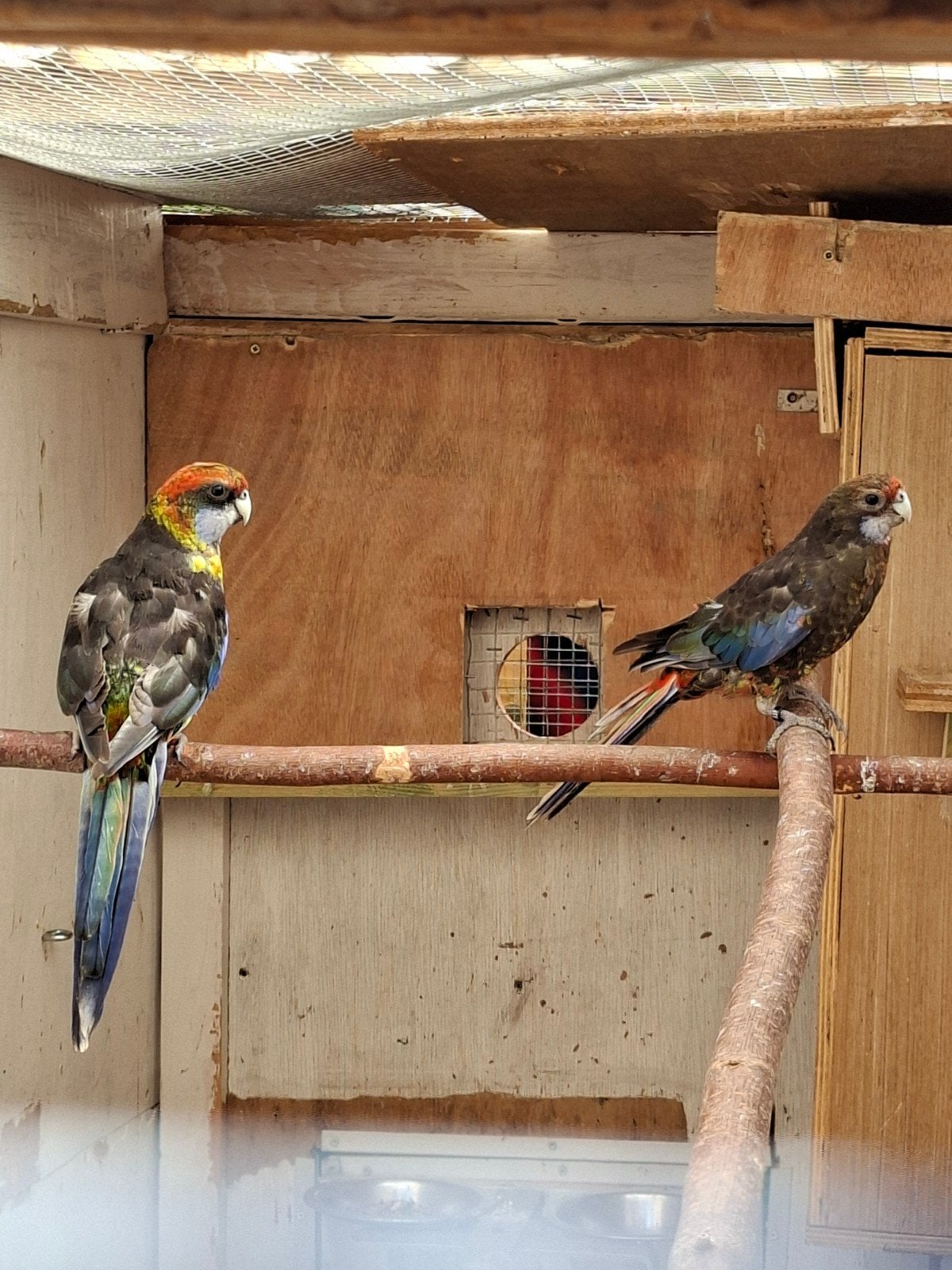 Koppel rosella zwart opaline