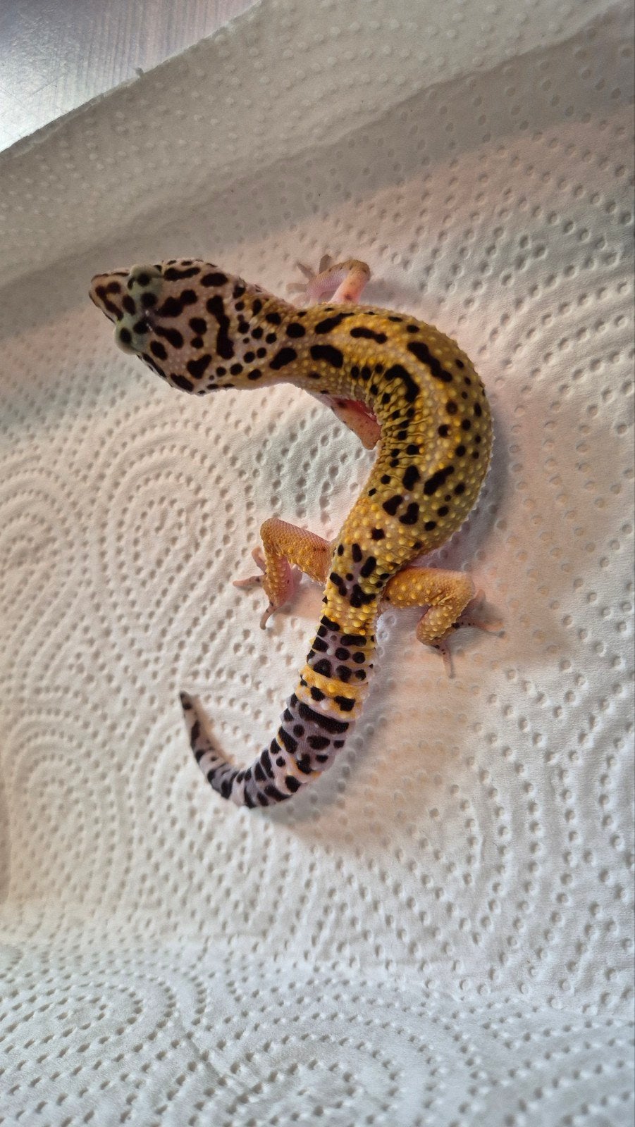 Bebe gecko léopard, Animaux & Accessoires, Reptiles & Amphibiens, Domestique